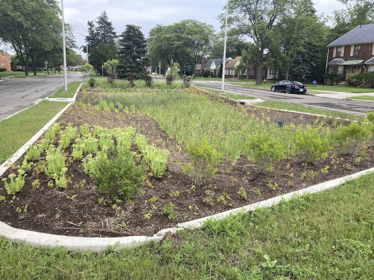 A partly-planted swath of land in the middle of a residential boulevard.