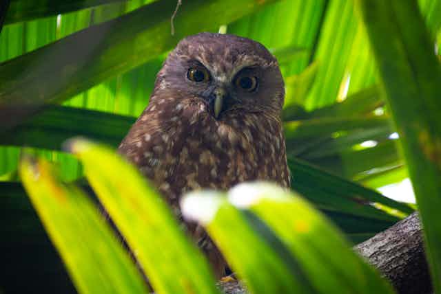 A Norfolk Island morepork facing the camera, surrounded in green foliage