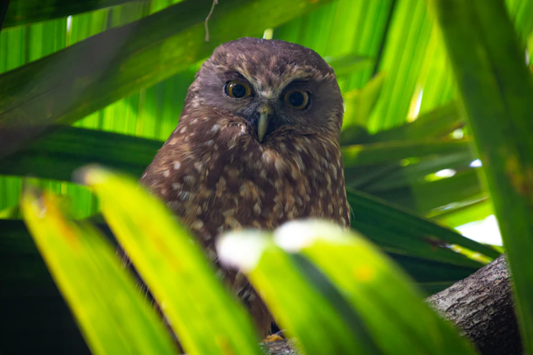 A Norfolk Island morepork facing the camera, surrounded in green foliage