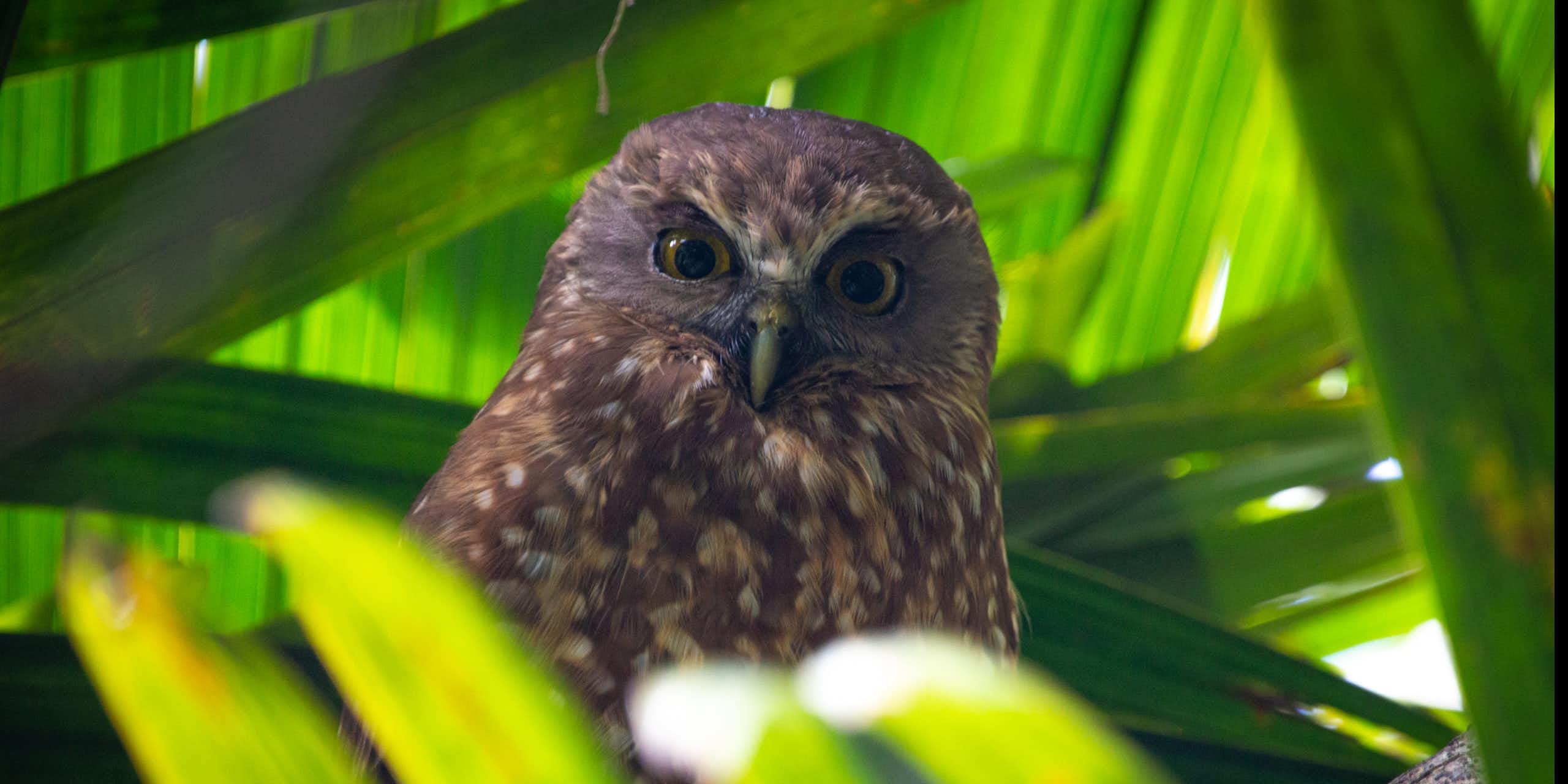 A Norfolk Island morepork facing the camera, surrounded in green foliage
