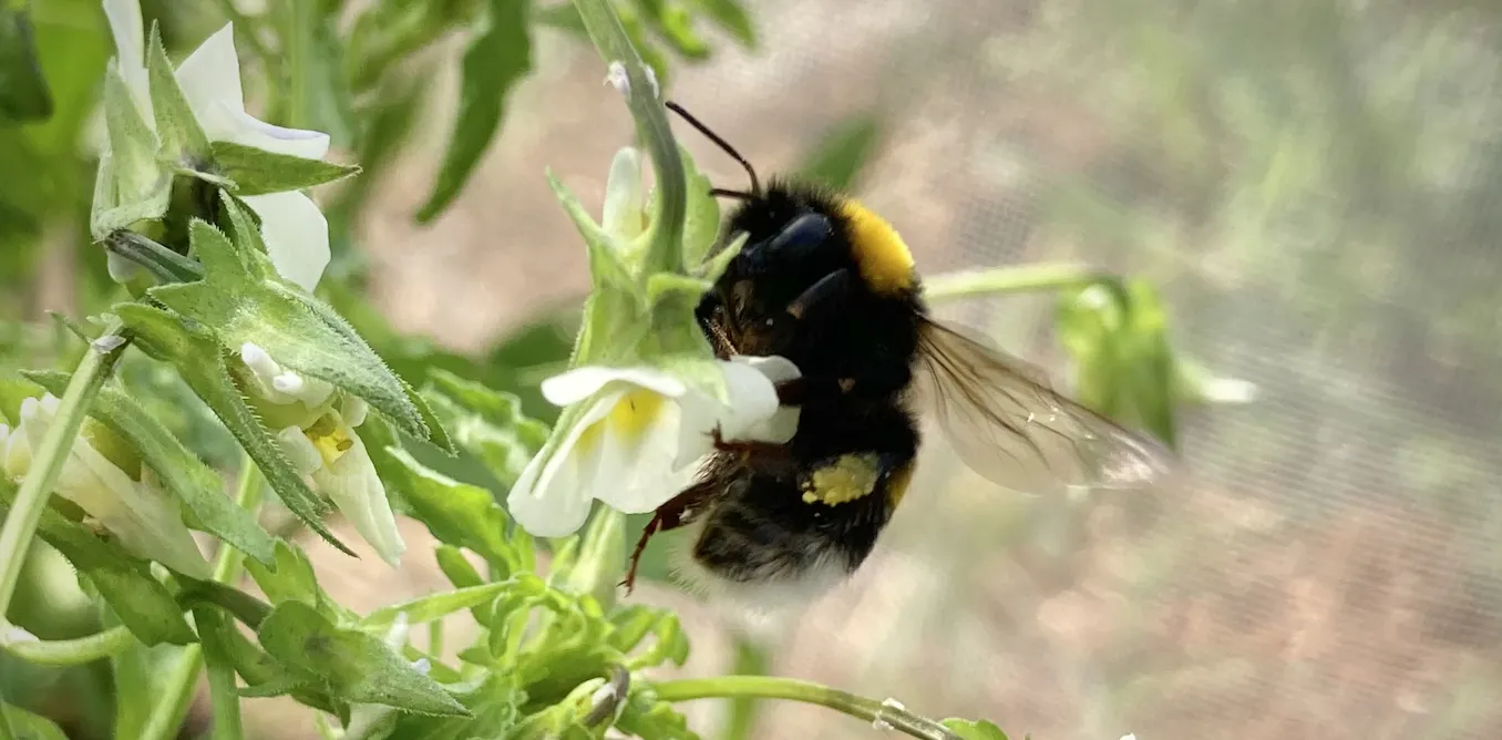 Les fleurs laissent tomber les insectes pollinisateurs Les fleurs laissent tomber les insectes pollinisateurs