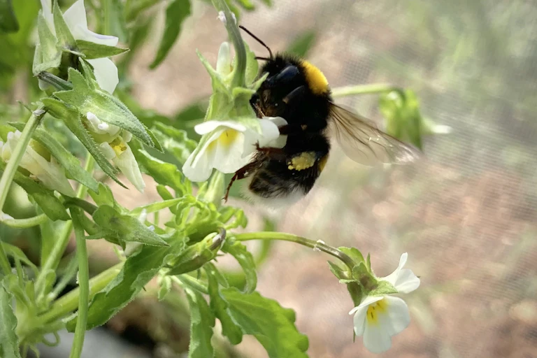 Un bourdon butine une fleure de pensée.