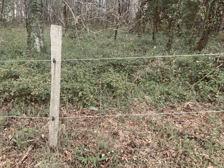 Un grillage apposé autour d’une forêt privée