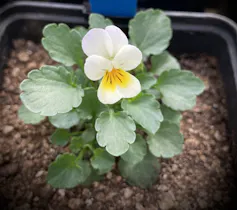 Fleur blanche et légèrement jaune dans un pot à semis, avec de nombreuses feuilles vertes en dessous