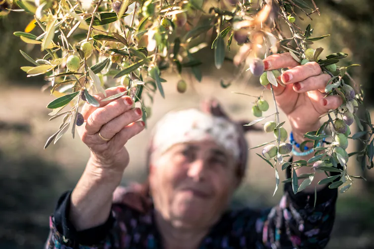 A woman has her arms outstretched towards a bunch of olives in a tree