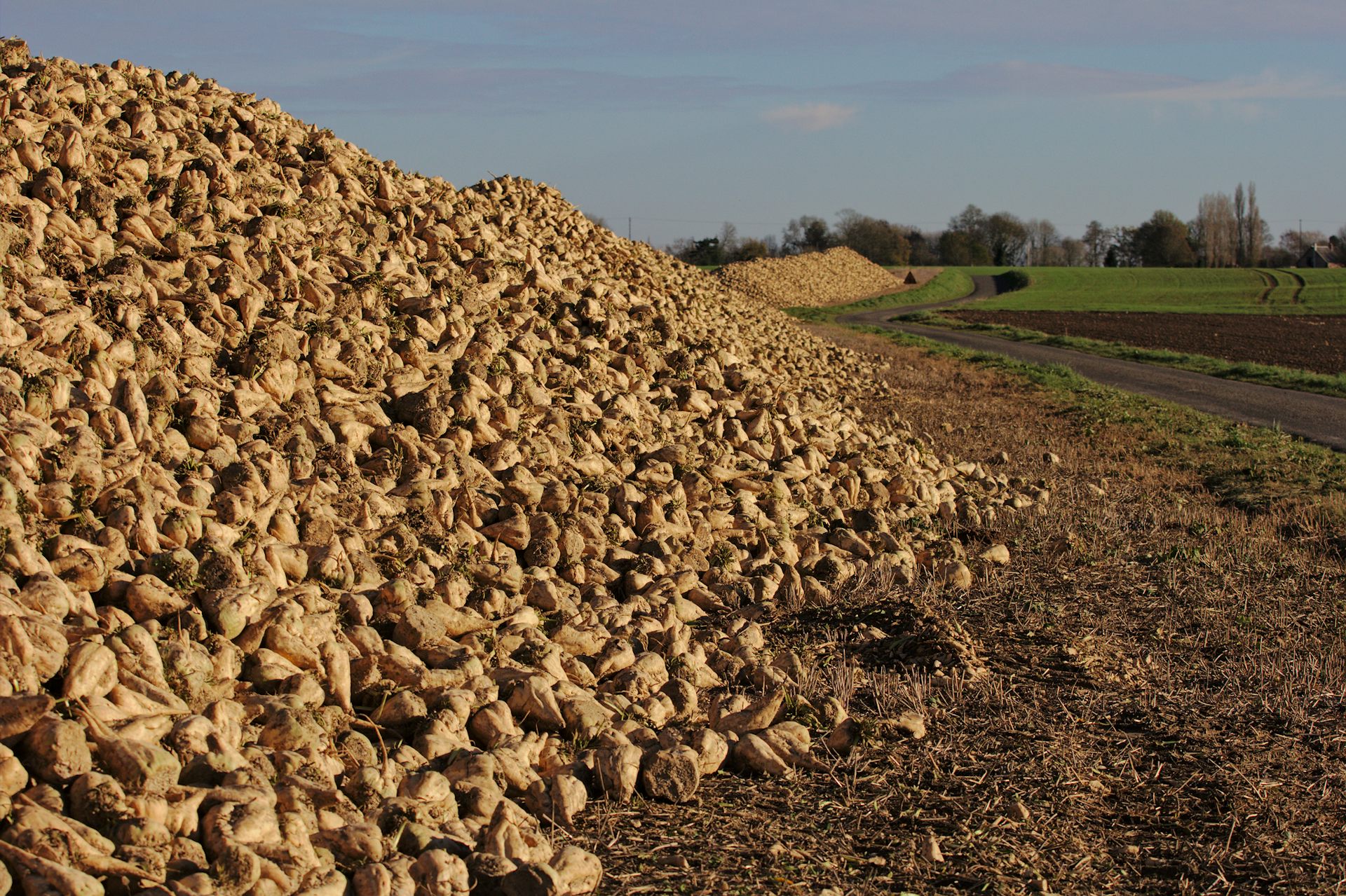 La folle histoire de la betterave française, de l’abolition de l ...
