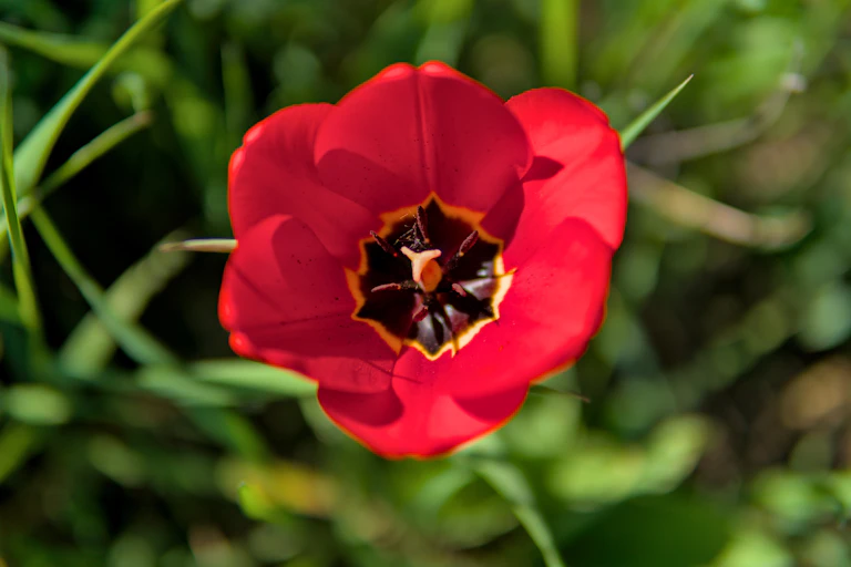 Primer plano de un tulipán rojo.