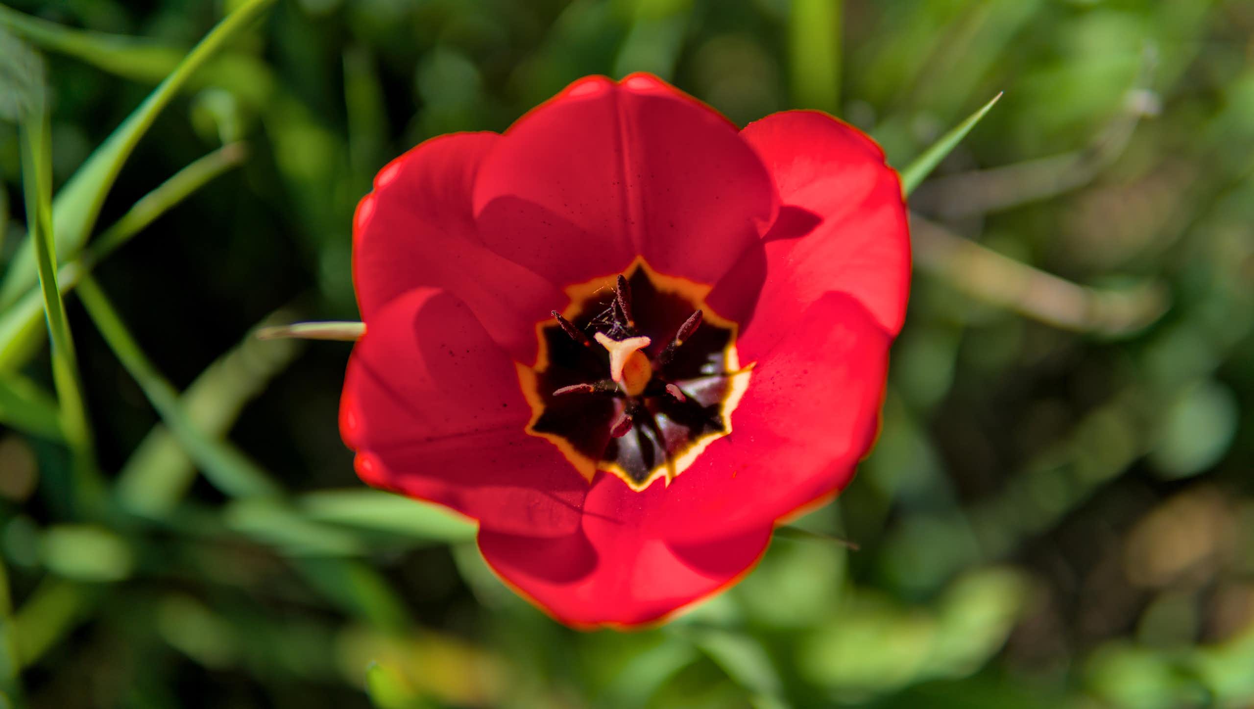 Primer plano de un tulipán rojo.