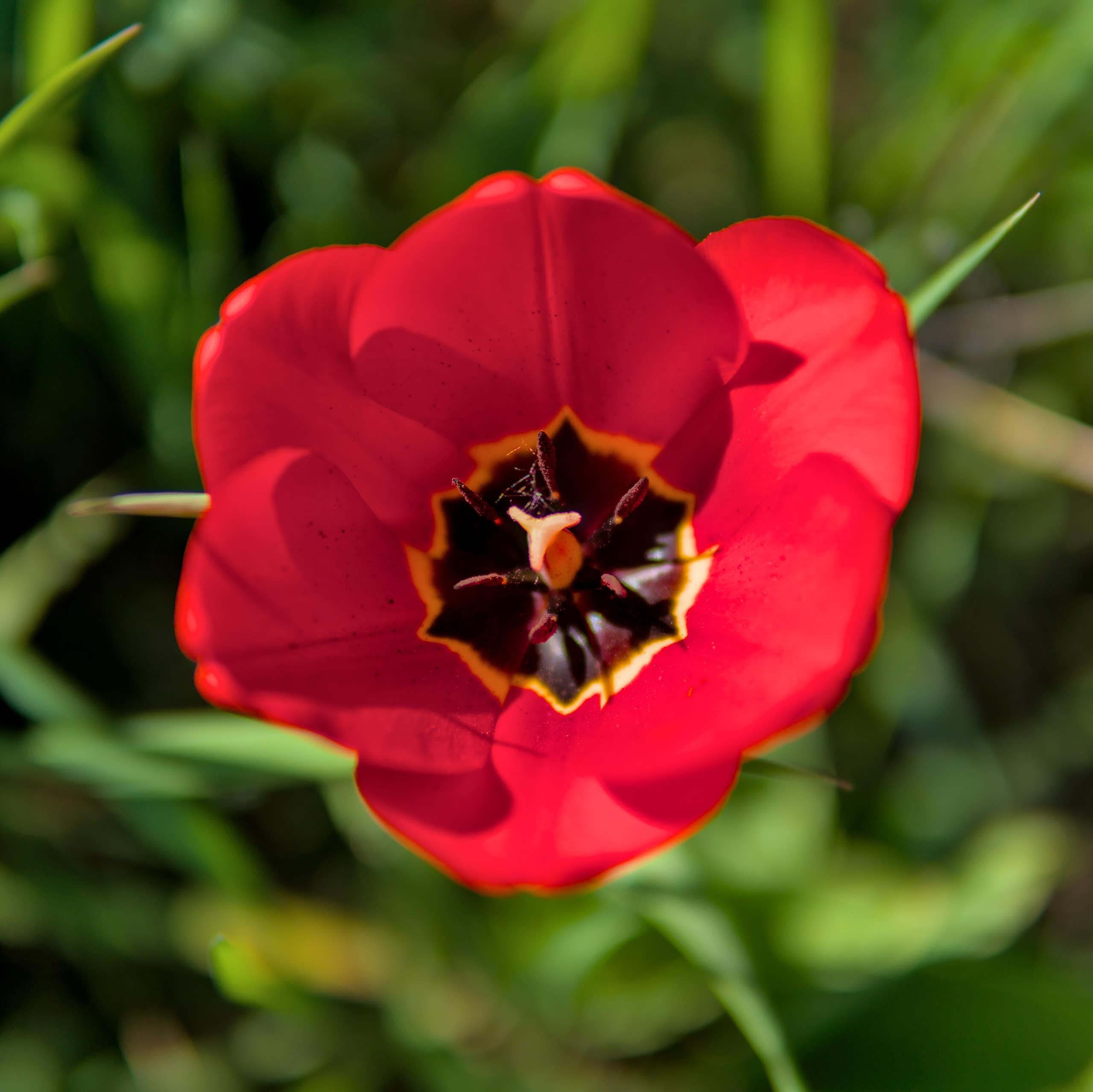 Primer plano de un tulipán rojo.