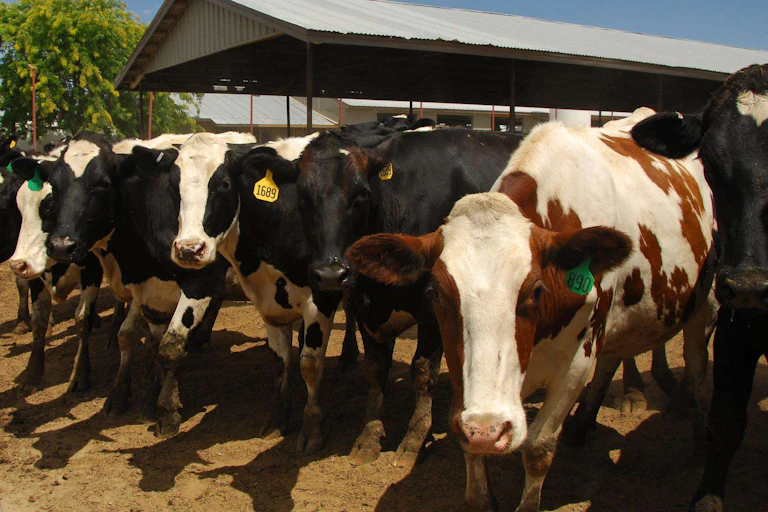 Group of dairy cows outside by barn
