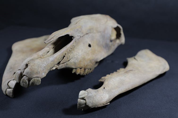 upper and lower jaws of a horse, showing teeth