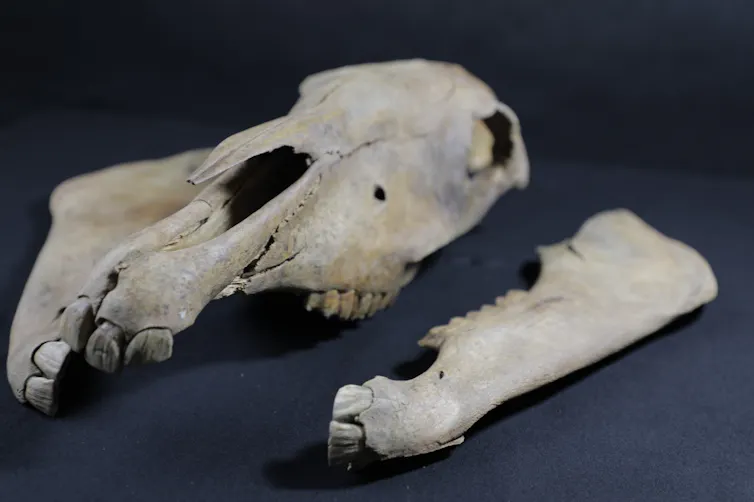 upper and lower jaws of a horse, showing teeth