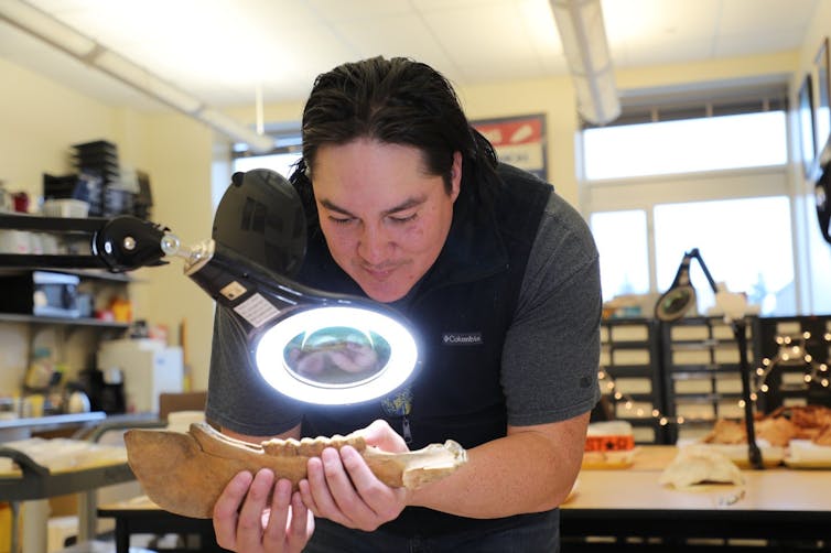 man looks at large jaw bone with teeth under a bright light