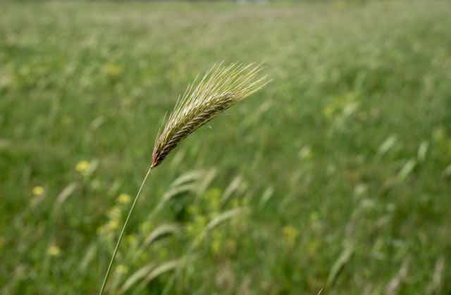 A seed pod, with long, thin seeds, shown above a field of grass. 