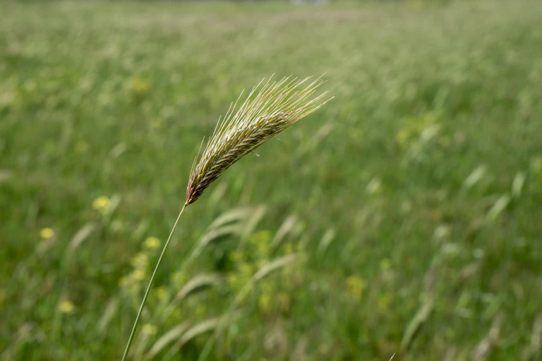 A seed pod, with long, thin seeds, shown above a field of grass.