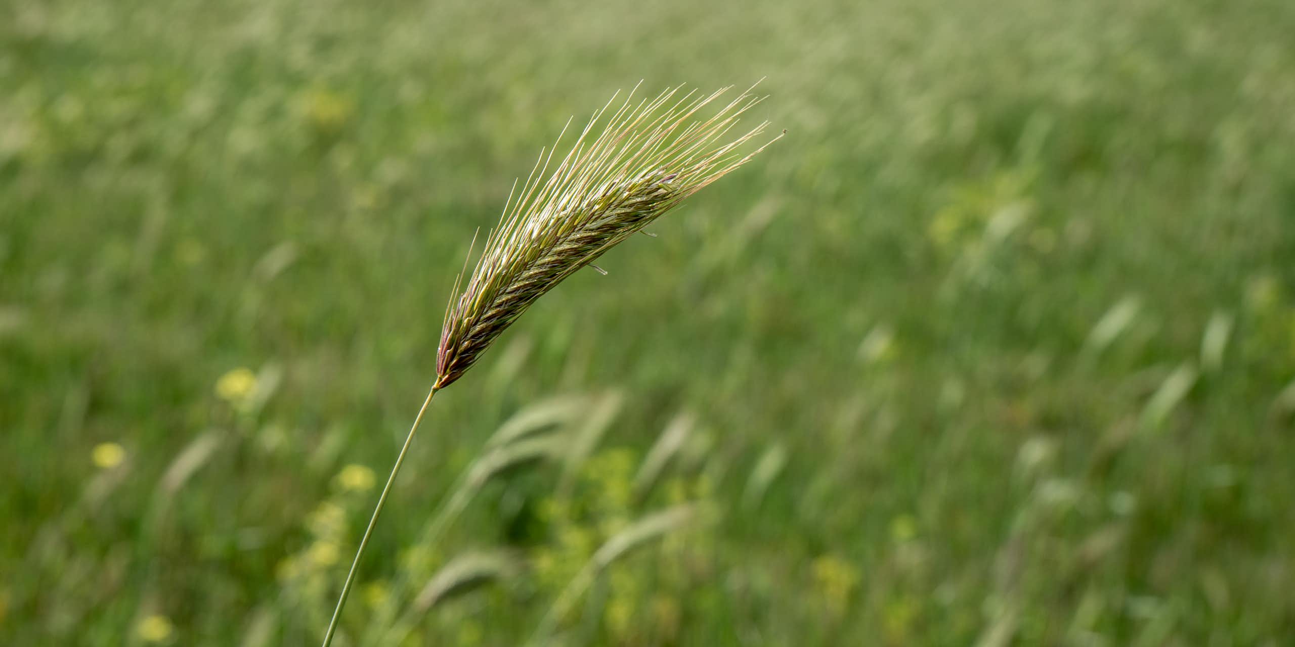 A seed pod, with long, thin seeds, shown above a field of grass. 