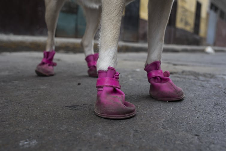 A dog wearing shoes.