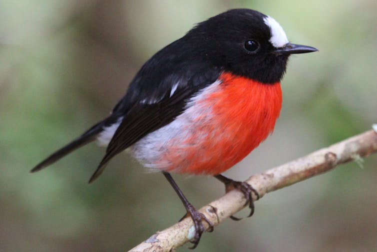A male Pacific robin on Norfolk Island, sitting on a thin tree branch