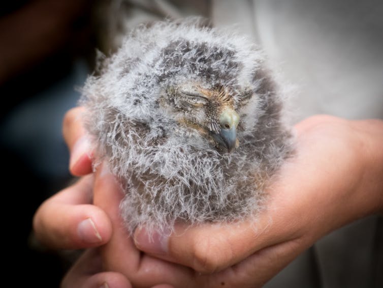 A Norfolk Island morepork chick, looking like a ball of grey fluff with a beak, held in two cupped hands.