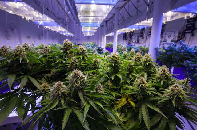 Commercial cannabis plantation growing under lights