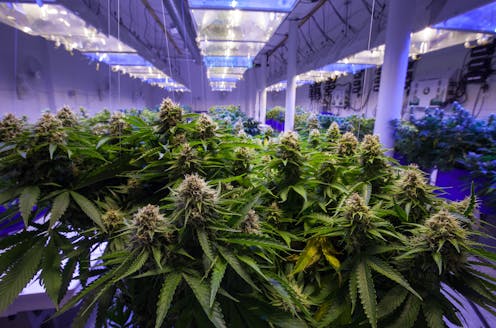 How can we measure the size of Australia’s illegal cannabis market – and the billions in taxes that might flow from legalising it?