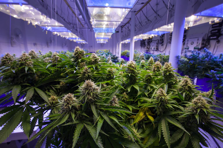 Commercial cannabis plantation growing under lights