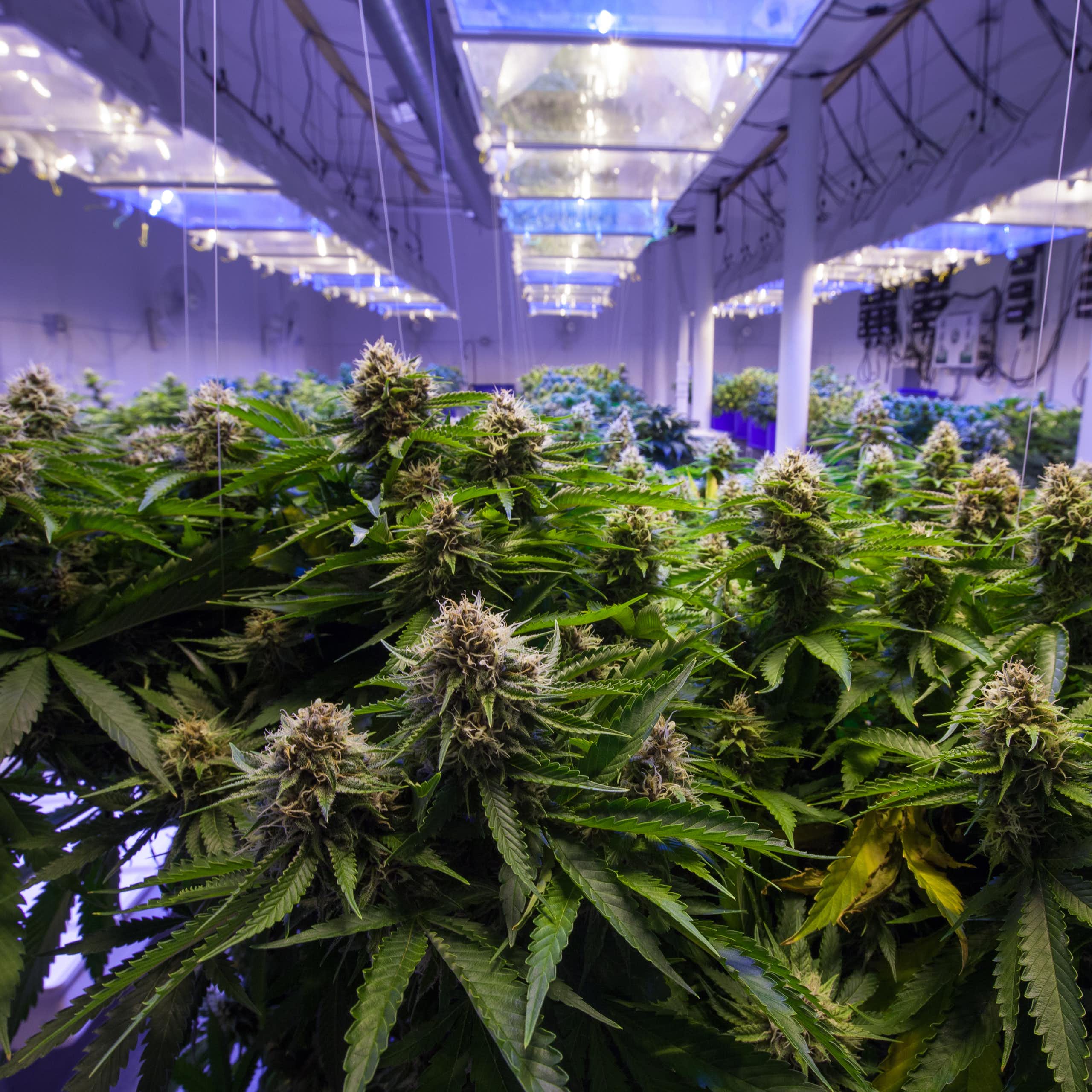 Commercial cannabis plantation growing under lights