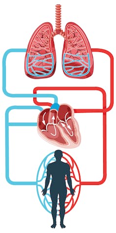 Diagram showing blood flow of the human heart illustration