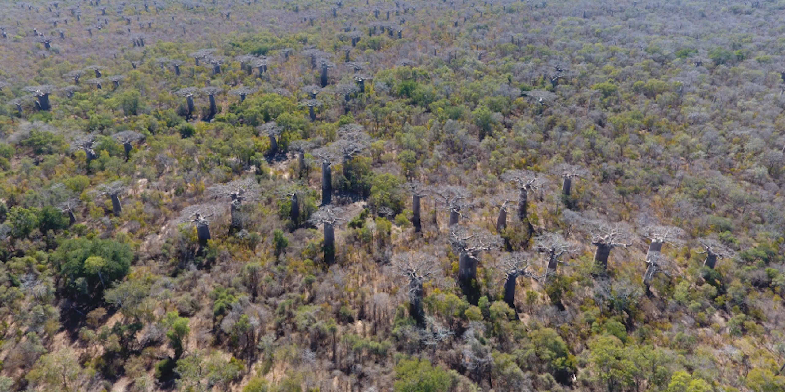 A slightly dry area is photographed from above - bushes and dozens of tall baobab trees are dotted throughout the landscape.