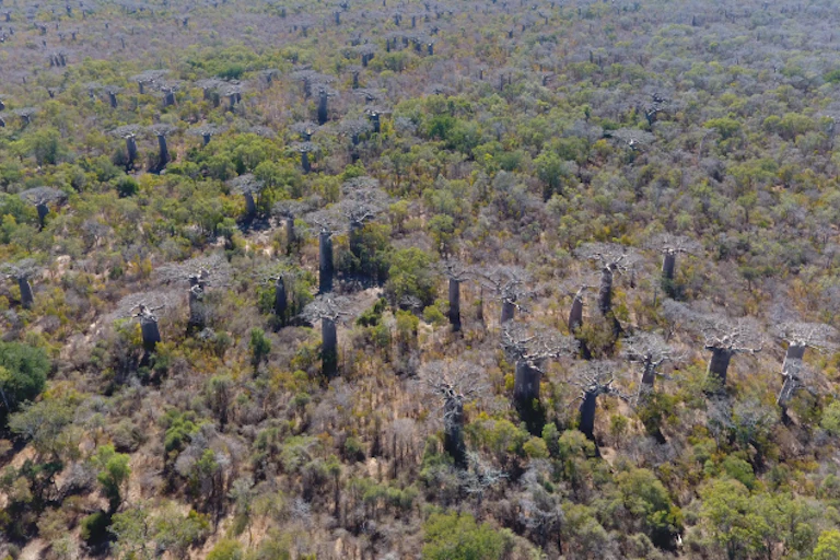A slightly dry area is photographed from above - bushes and dozens of tall baobab trees are dotted throughout the landscape.