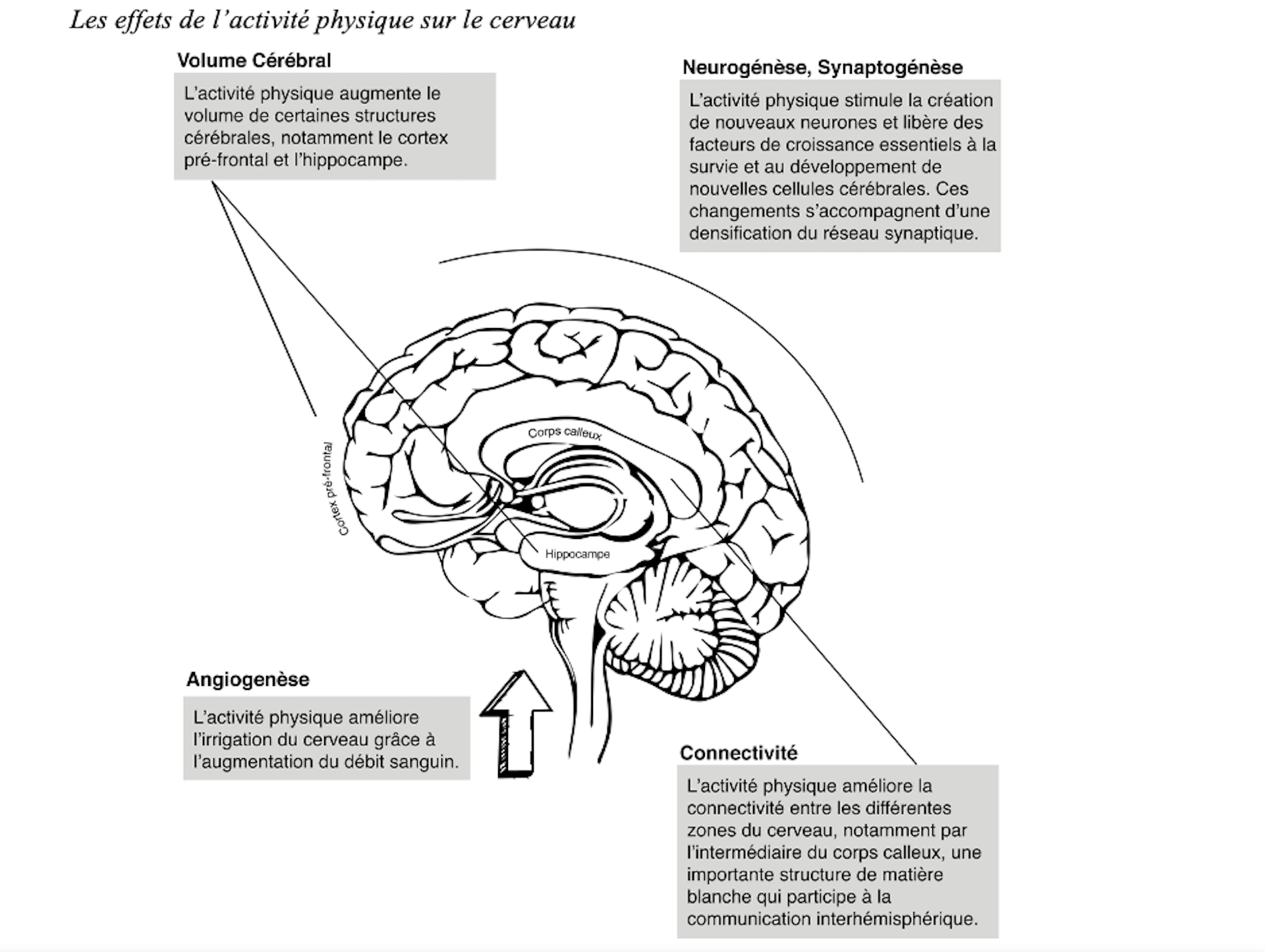 Un schéma montre les effets de l’activité physique sur le cerveau