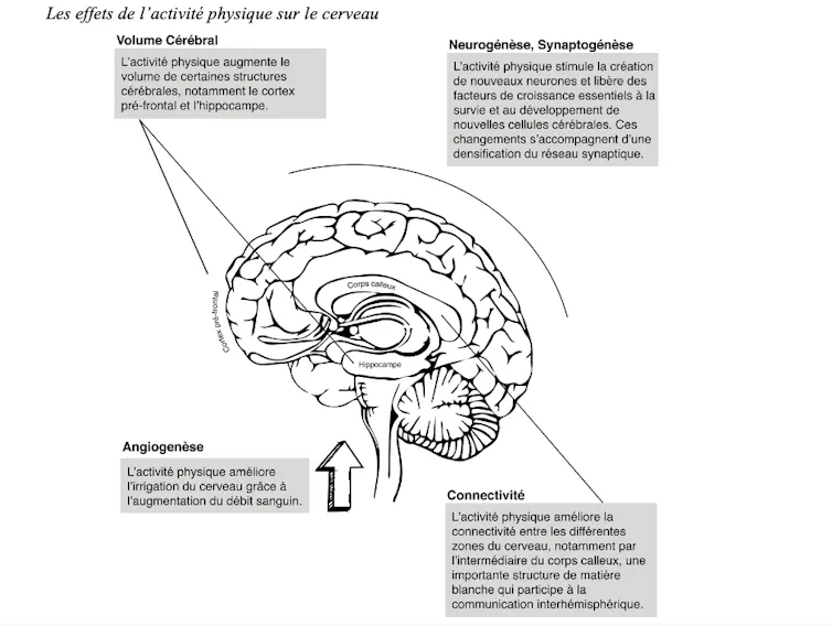 Un schéma montre les effets de l’activité physique sur le cerveau