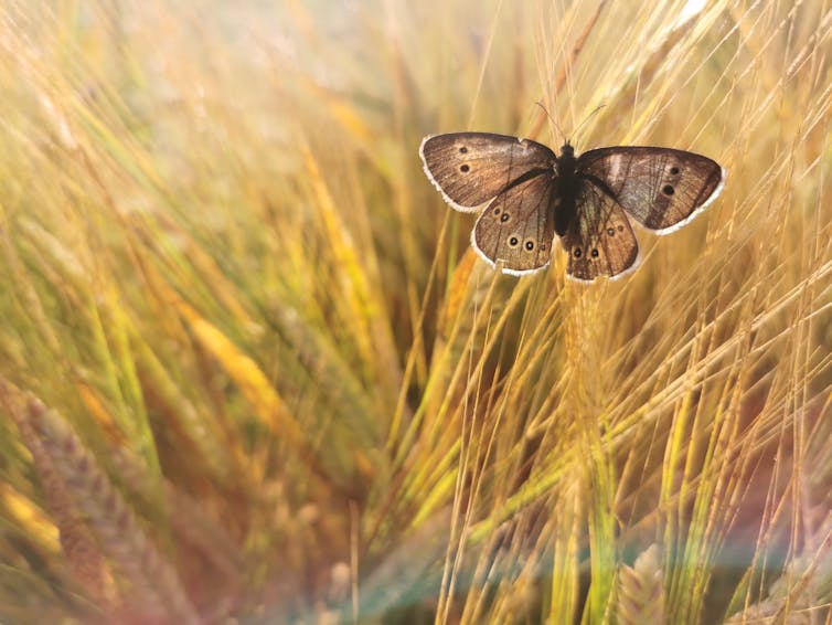 wheat crop, close up with brown butterfly resting on crop