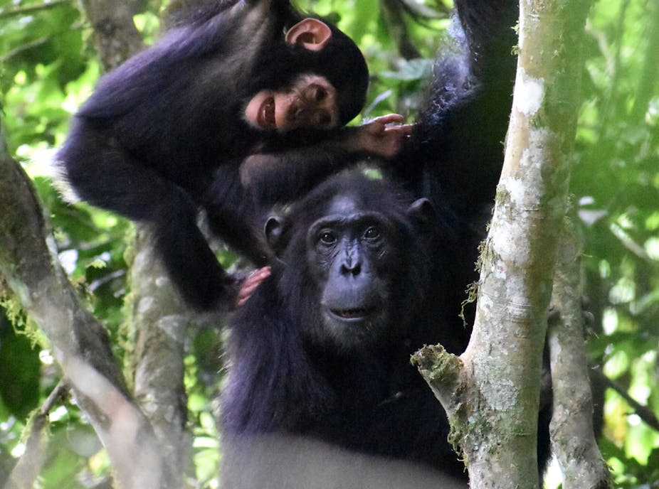 playful young chimp with mother in trees