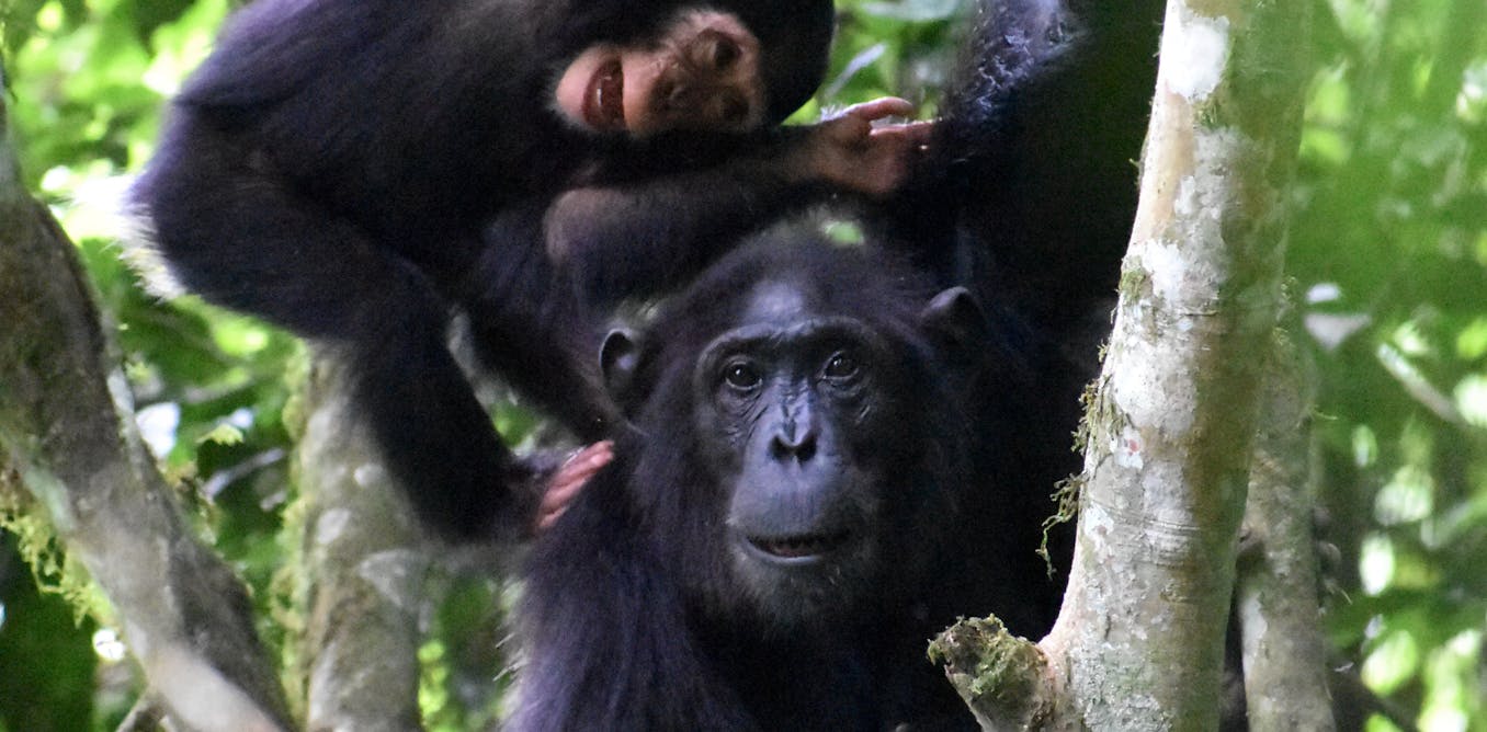 Playing with the kids is important work for chimpanzee mothers