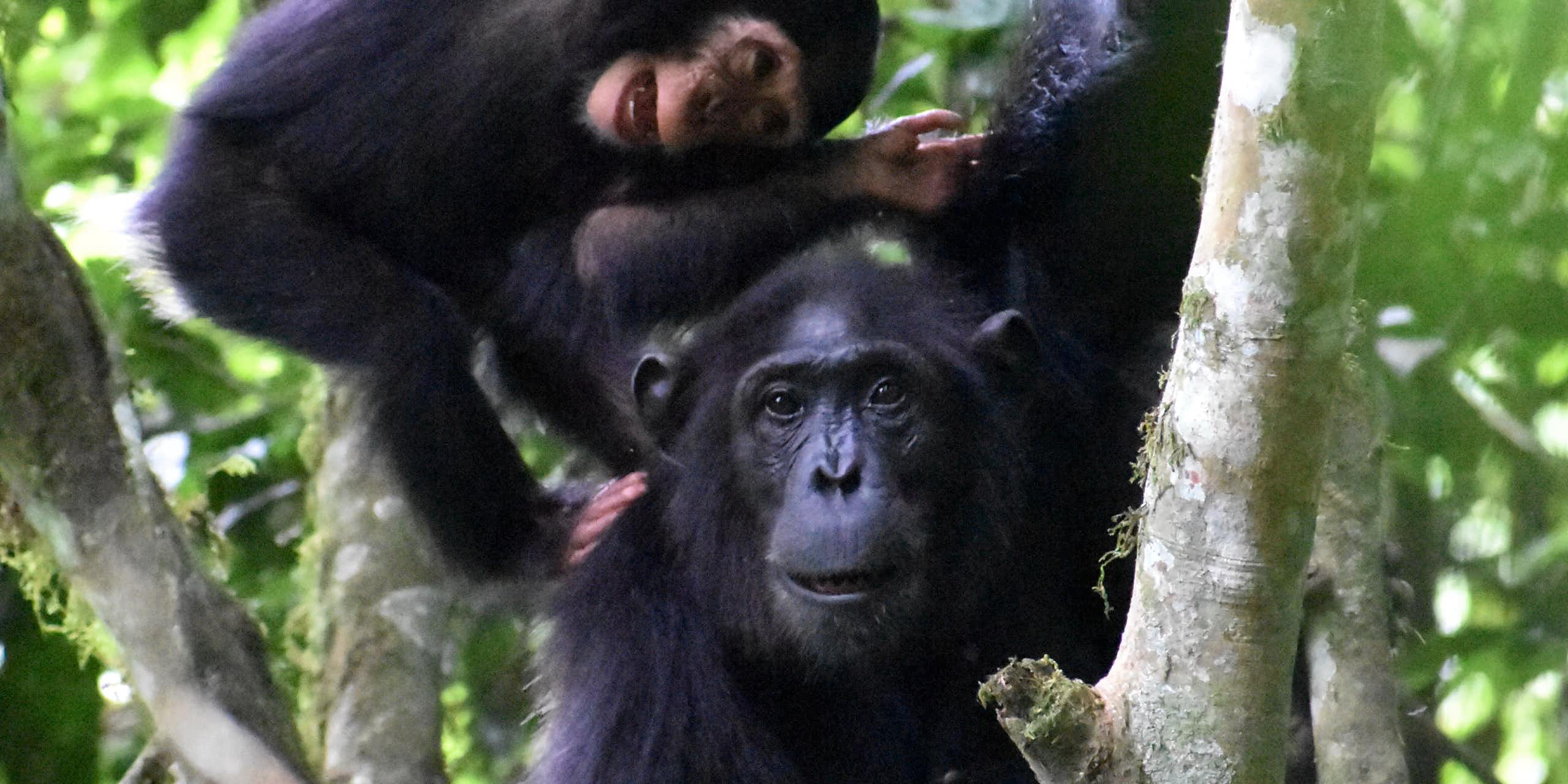 playful young chimp with mother in trees