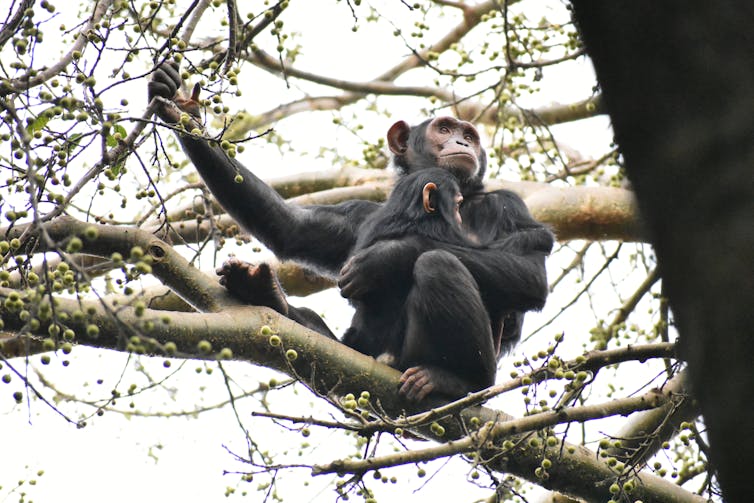 Une femelle chimpanzé est assise avec son enfant sur une branche d’arbre