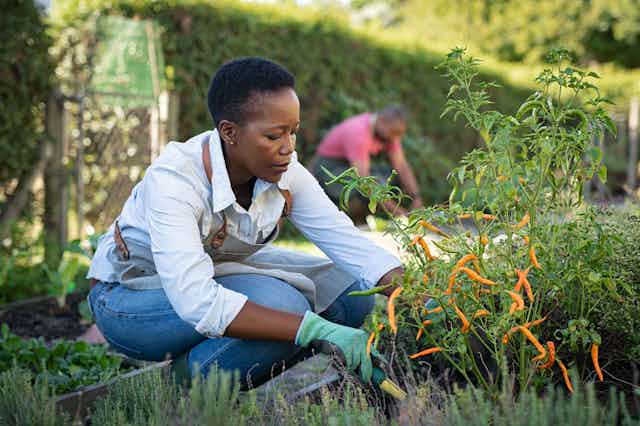 A Black woman wearing denim, gloves and an apron, crouches down by a green and orange plant. 