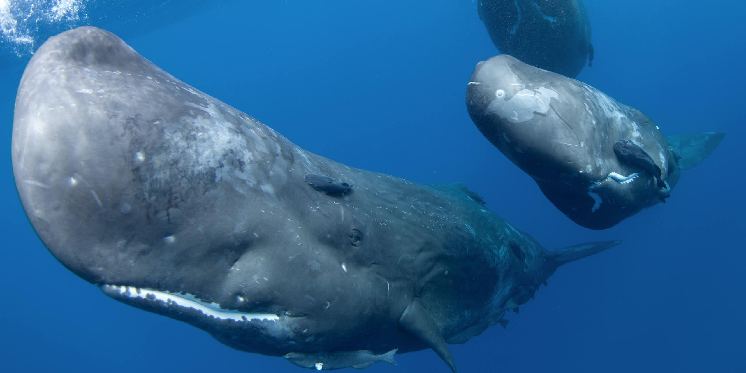 As baleias cachalotes ‘falam’?