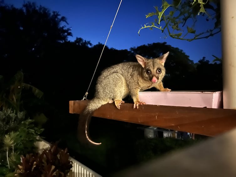 A brush-tailed possum in a backyard in Brisbane