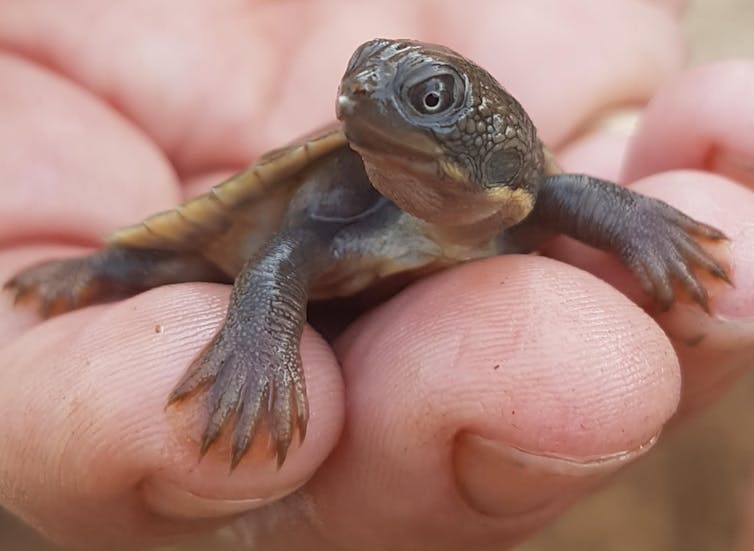 A Mary River turtle hatchling in a person's hand