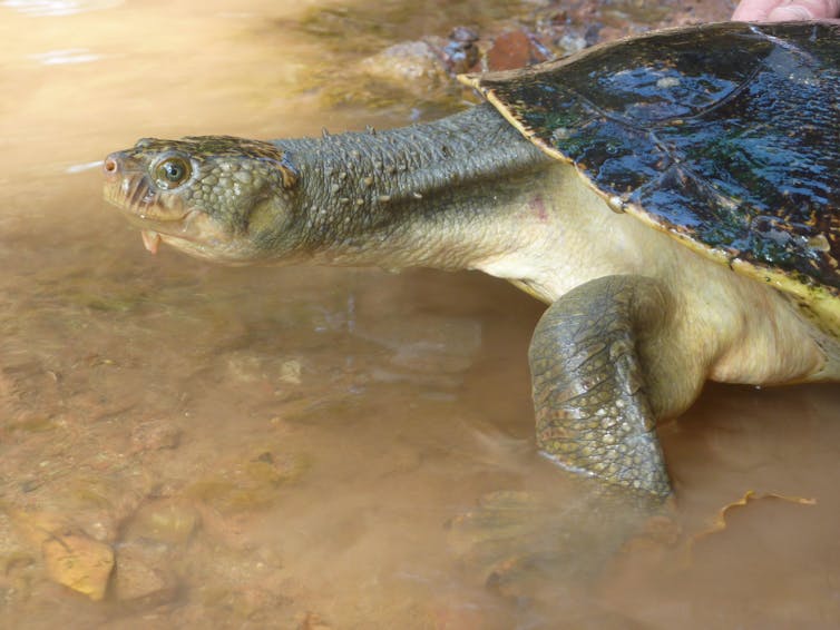 The head and front legs of an adult Mary River turtle standing in shallow water