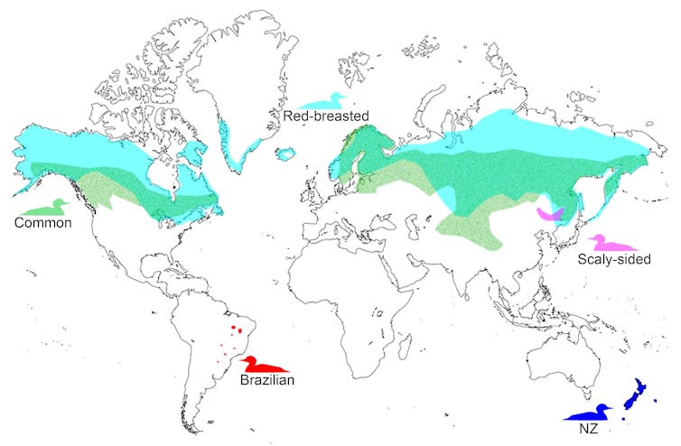 Map of merganser distribution