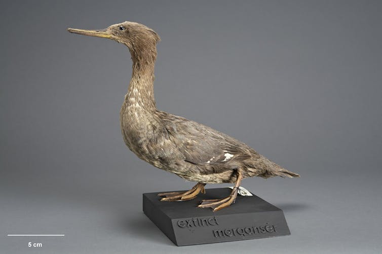 A museum example of the Auckland Island Merganser