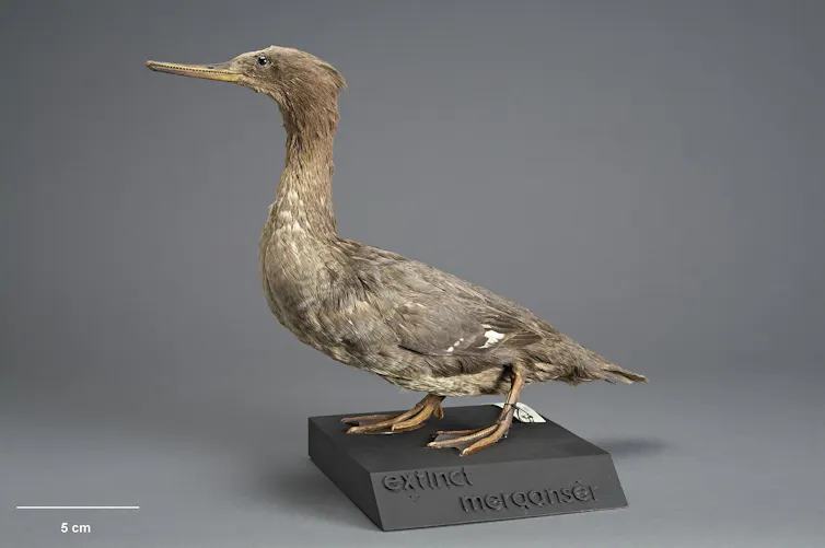 A museum example of the Auckland Island Merganser