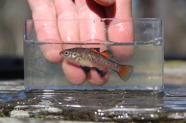 A southern pygmy perch in a glass bowl of water with a hand behind it