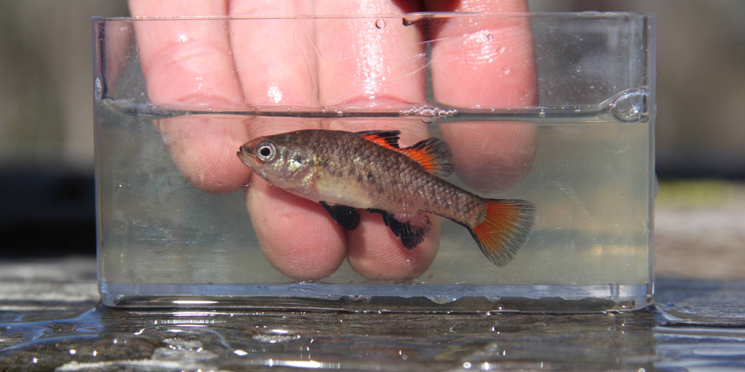 A southern pygmy perch in a glass bowl of water with a hand behind it