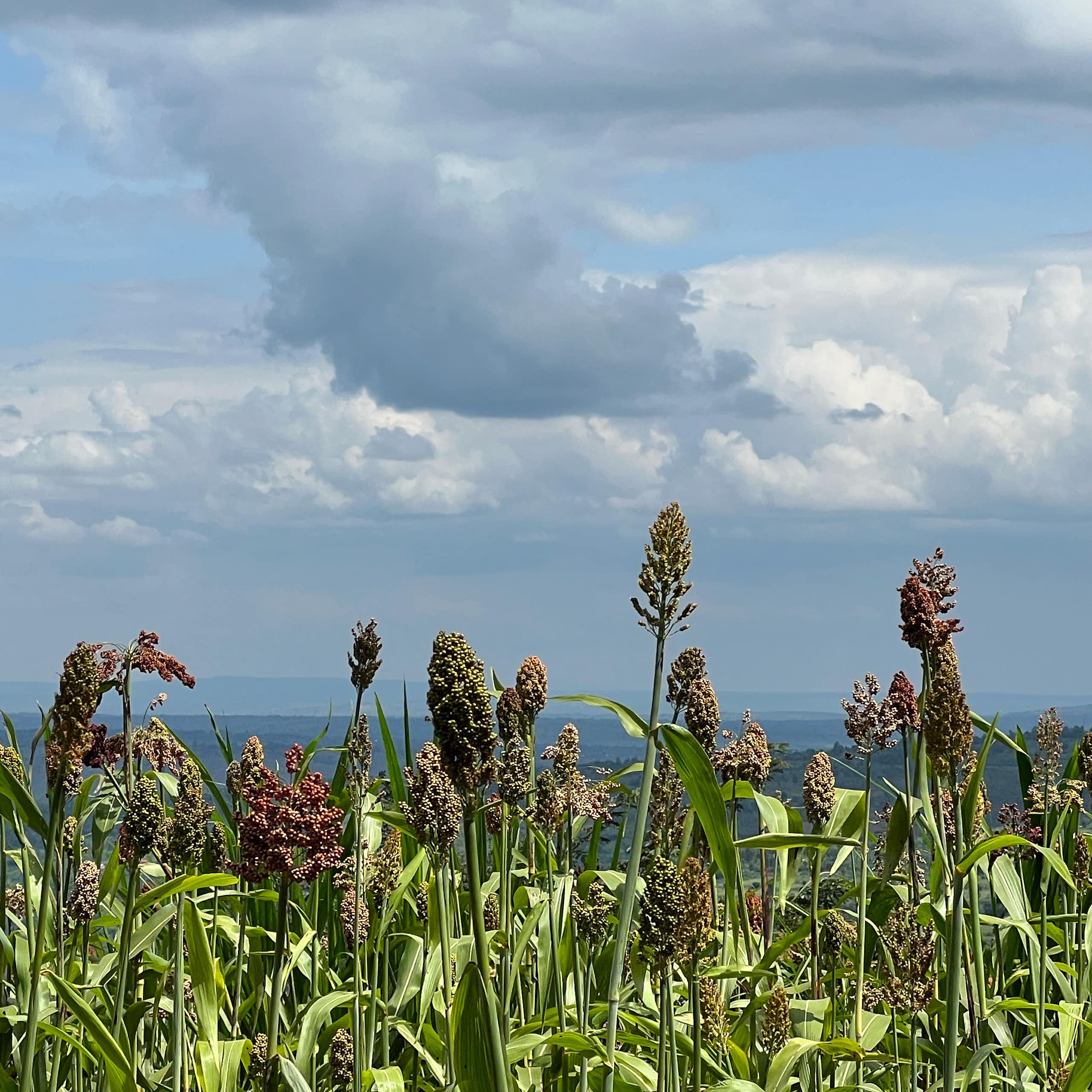 Sweet sorghum is a hardy, nutritious, biofuel crop that offers solutions in drought-hit southern Africa