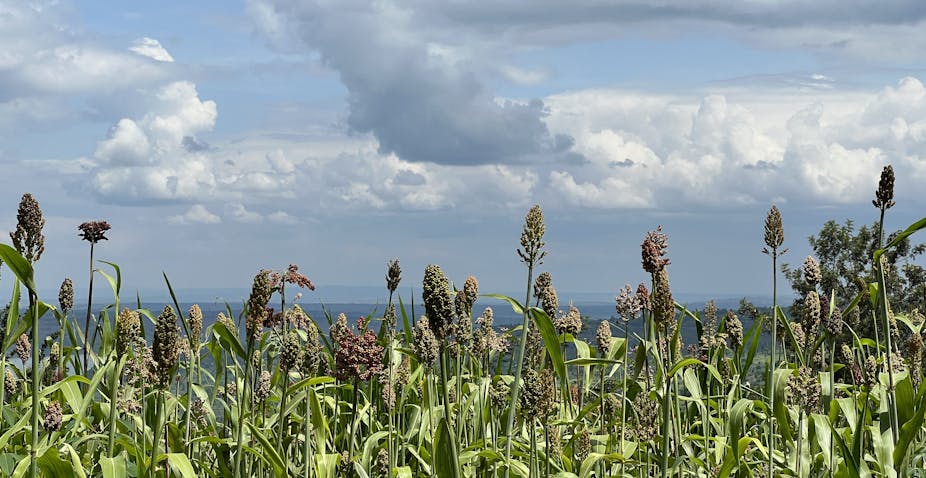 Field of plants with seed heads