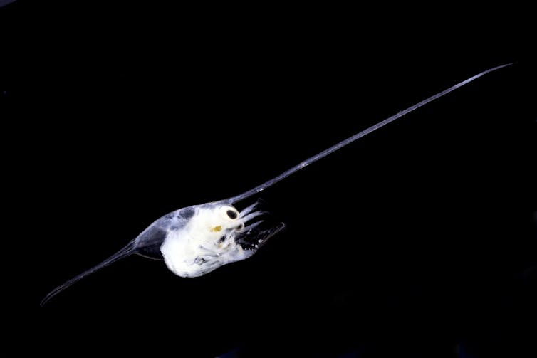 Tiny animal with spine much larger than its body.